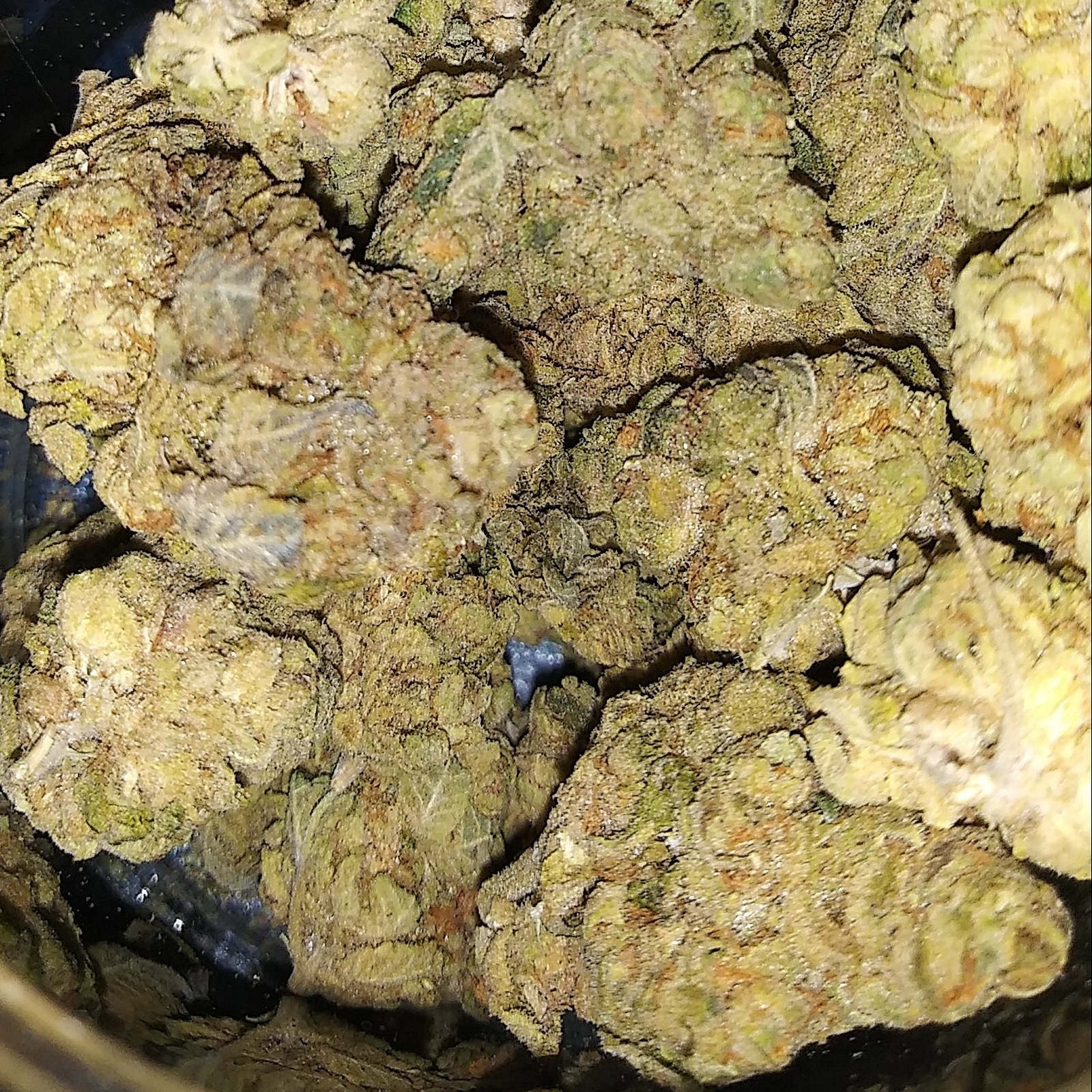 Blueberry Cheese 1